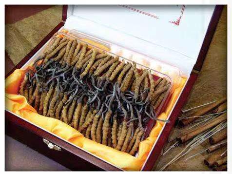 新洲冬虫夏草回收